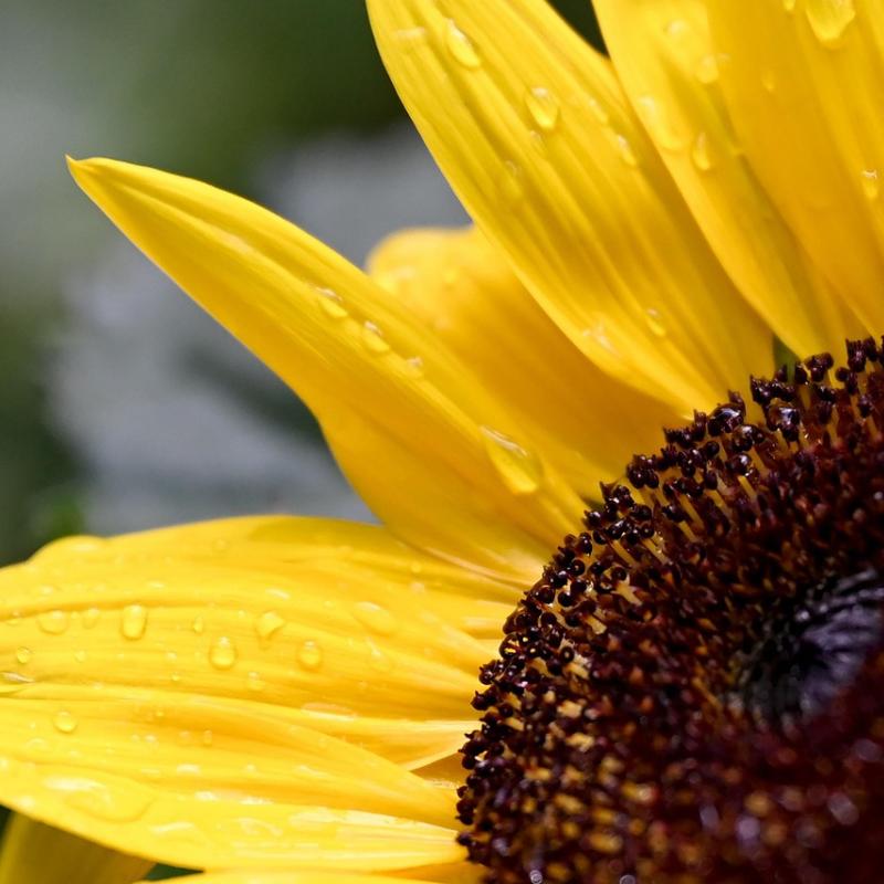 Close-up view of a yellow sunflower. 