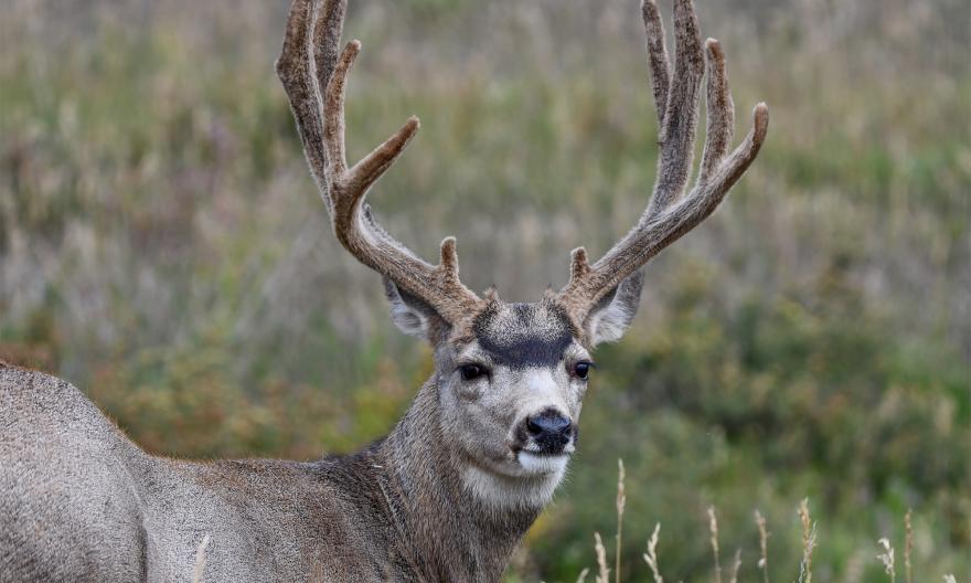 Mule deer. Photo by Wayne D. Lewis, courtesy of Colorado Parks and Wildlife (CPW).