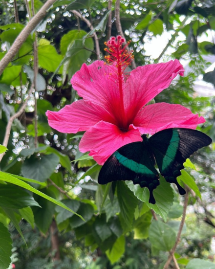 Pink flower with butterfly on it. 