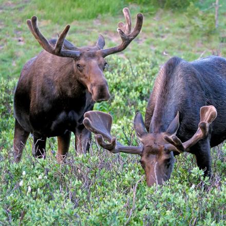 State Forest State Park. Photo by Jerry Neal, courtesy of Colorado Parks and Wildlife.